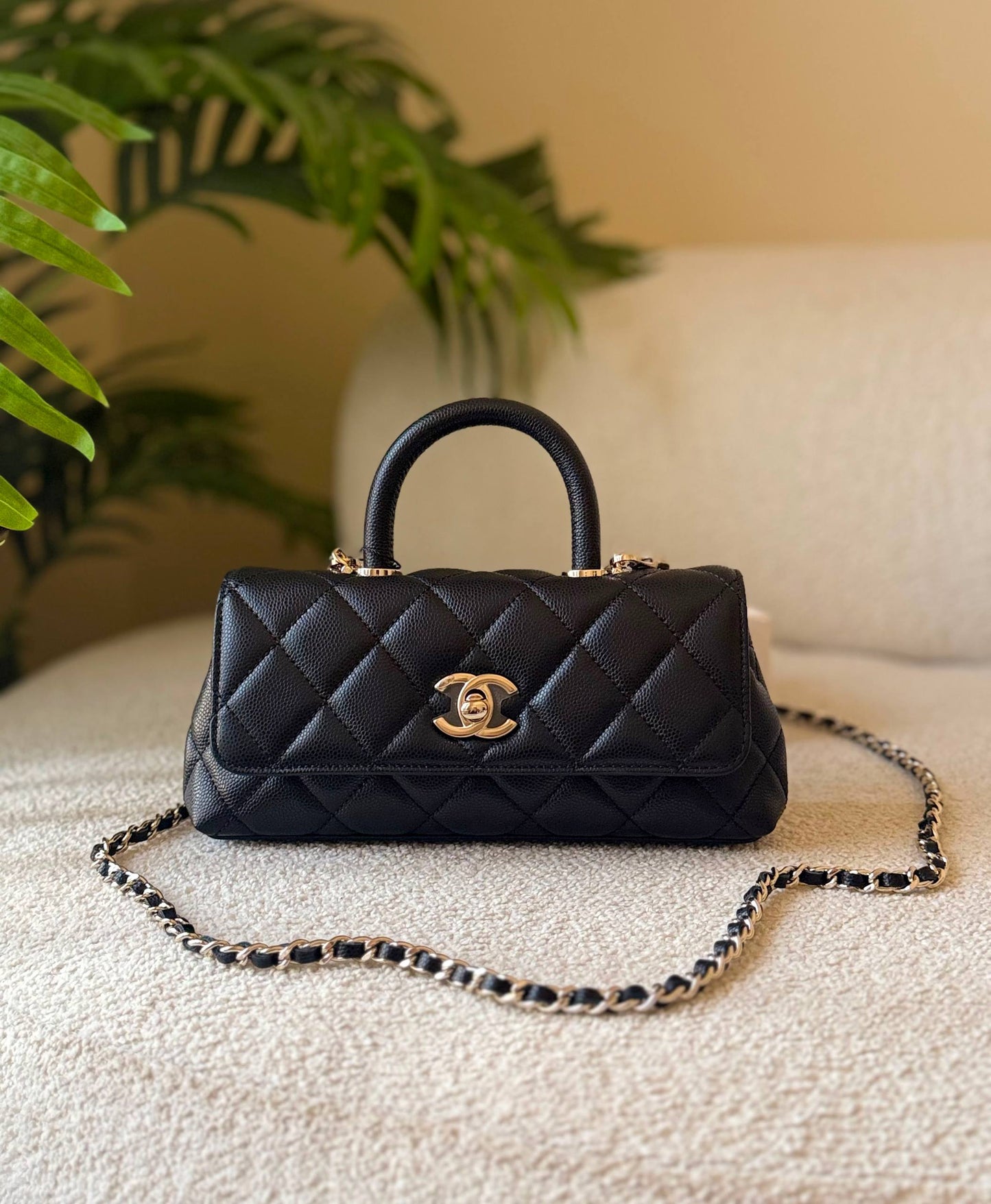 CHANEL
       
 🌿😻20 cm 😍 🍃
For Price 👇 WhatsApp✅
0568585901 
0507557372
0552275751 Owner Zain 👌

Zain246
♥️♥️♥️