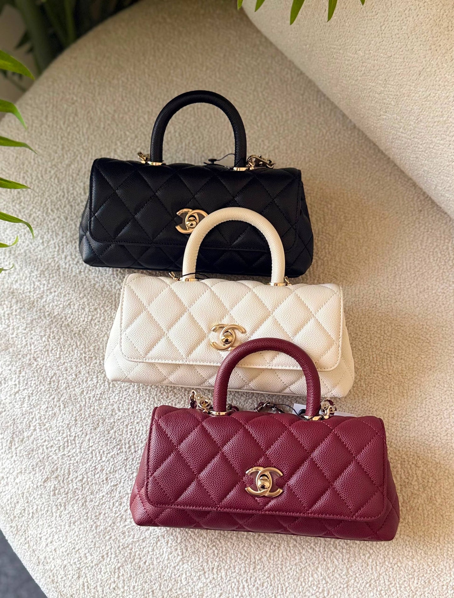 CHANEL
       
 🌿😻20 cm 😍 🍃
For Price 👇 WhatsApp✅
0568585901 
0507557372
0552275751 Owner Zain 👌

Zain246
♥️♥️♥️